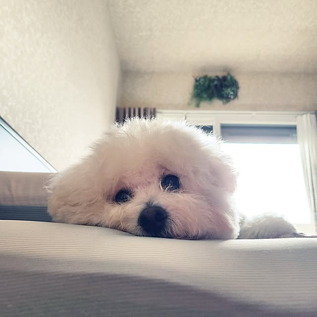 takoさんの実例写真