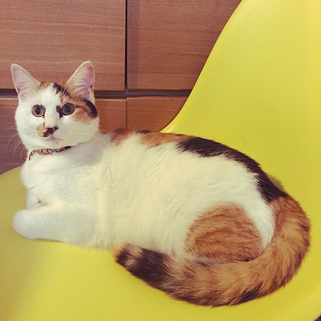 hanachan.chさんの実例写真