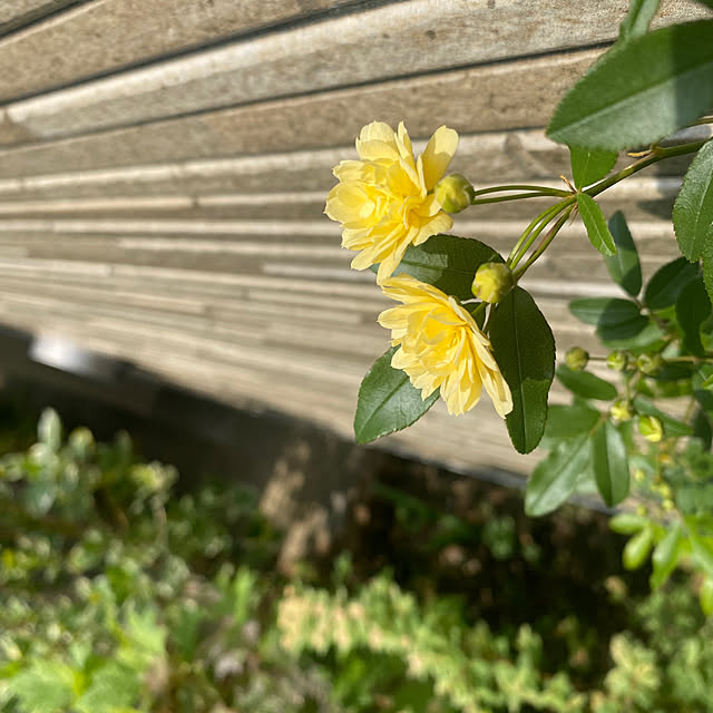 fu-mufumuさんの部屋