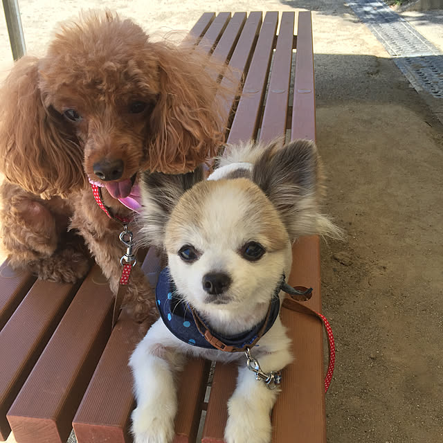 棚/愛犬のいる生活/いぬと暮らすのインテリア実例 - 2018-08-23 16:43:28