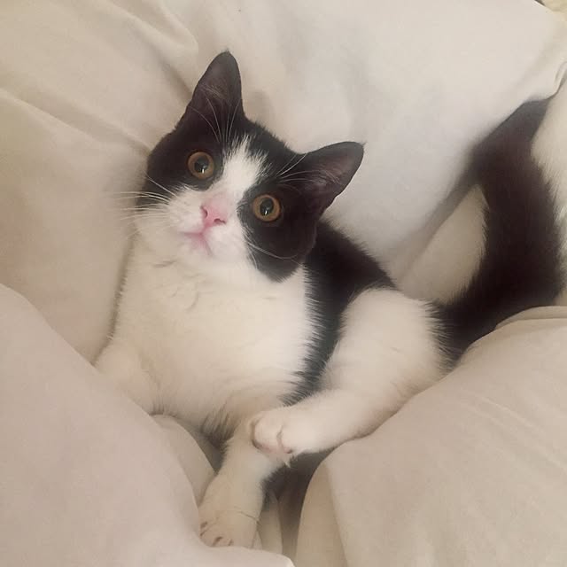 butachanさんの実例写真