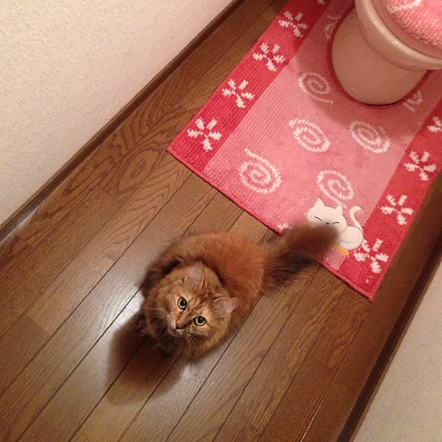 kayocoさんの実例写真