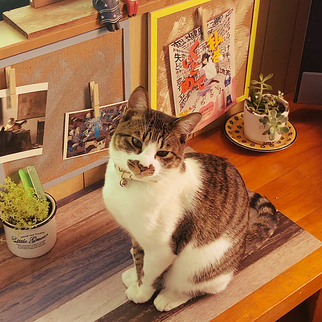 jijiさんの実例写真