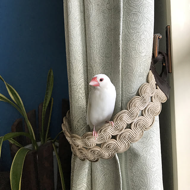 chiyaさんの実例写真