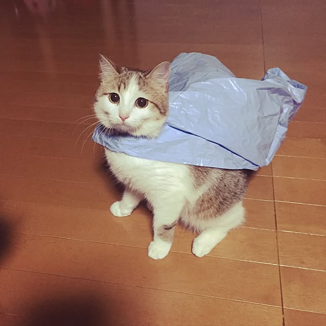 toranosukeさんの実例写真
