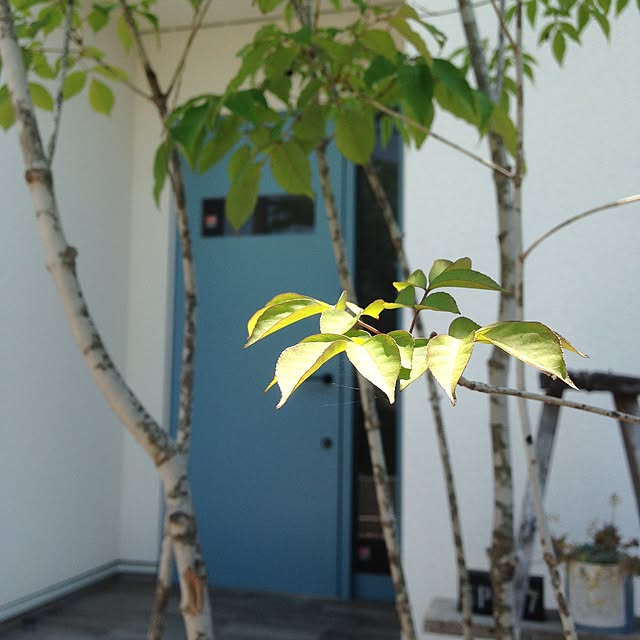 oldwoodさんの実例写真
