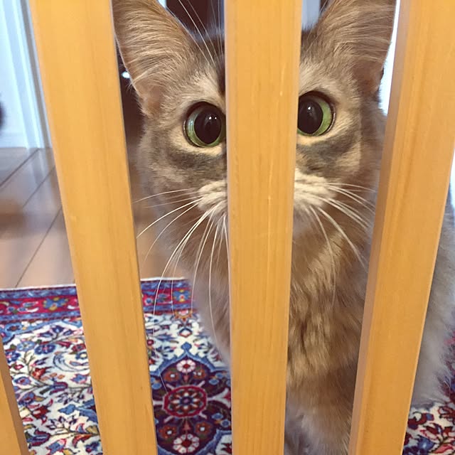 shihoさんの実例写真