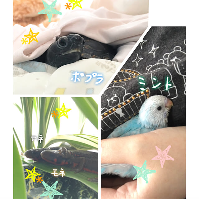 kouneさんの実例写真