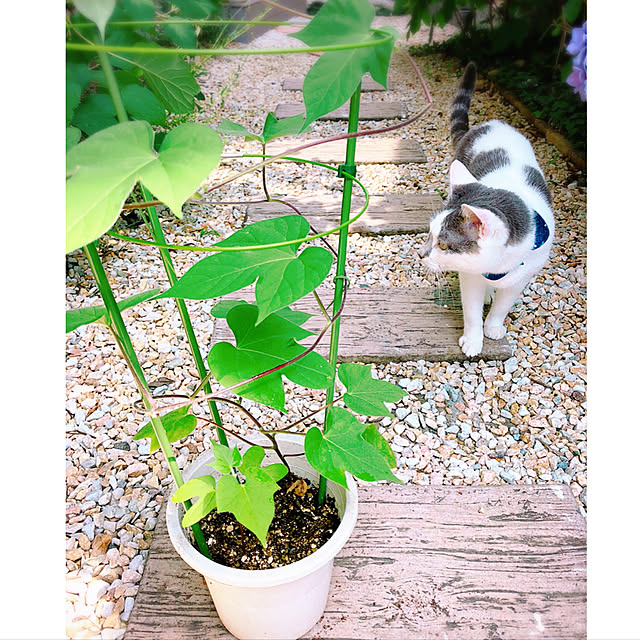 mintcatさんの実例写真