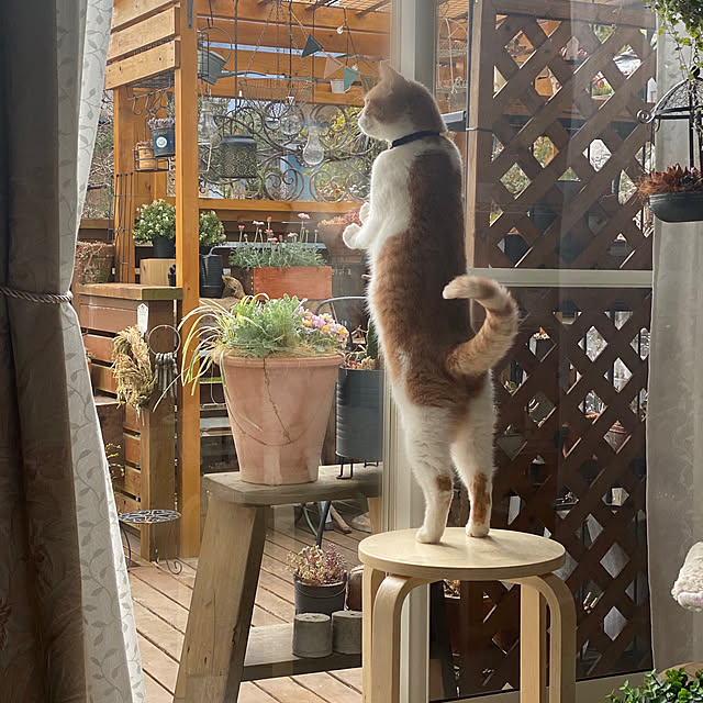 mintteaさんの実例写真