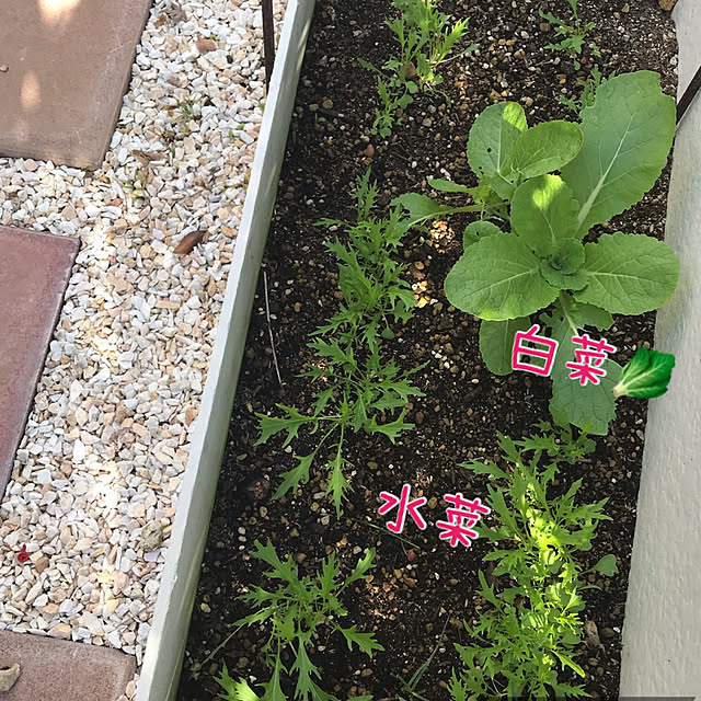 roseさんの実例写真
