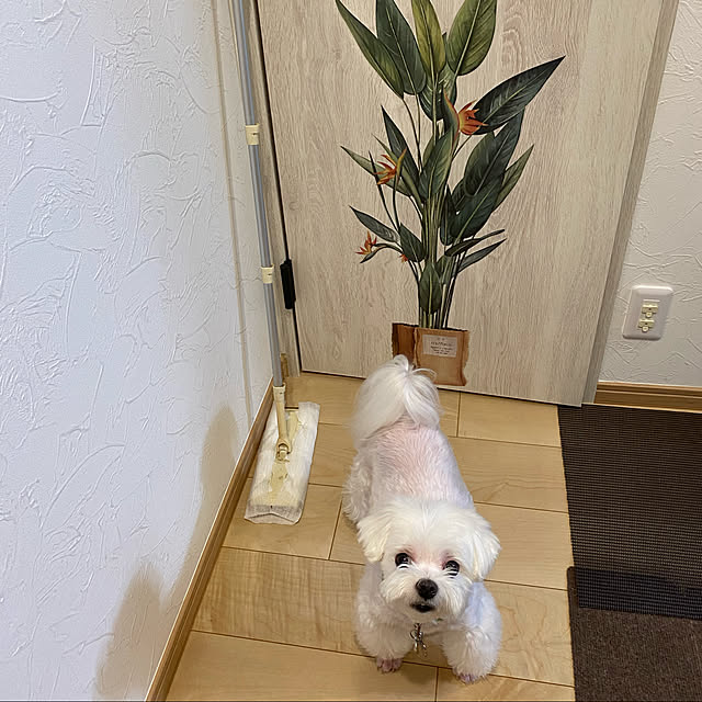 Annieさんの実例写真