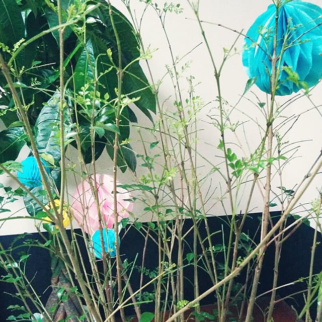 totoroさんの実例写真