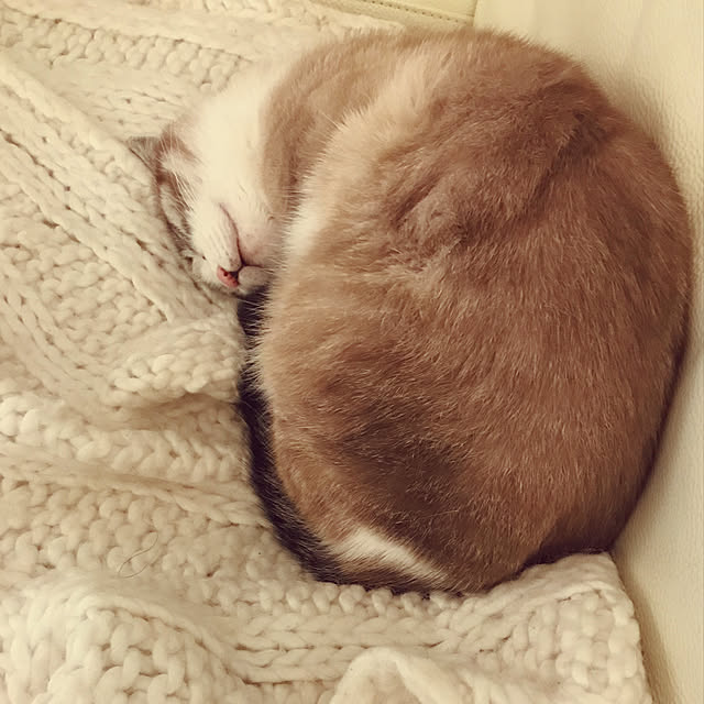 gingerwynksさんの実例写真