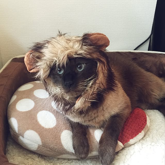 dodoさんの実例写真