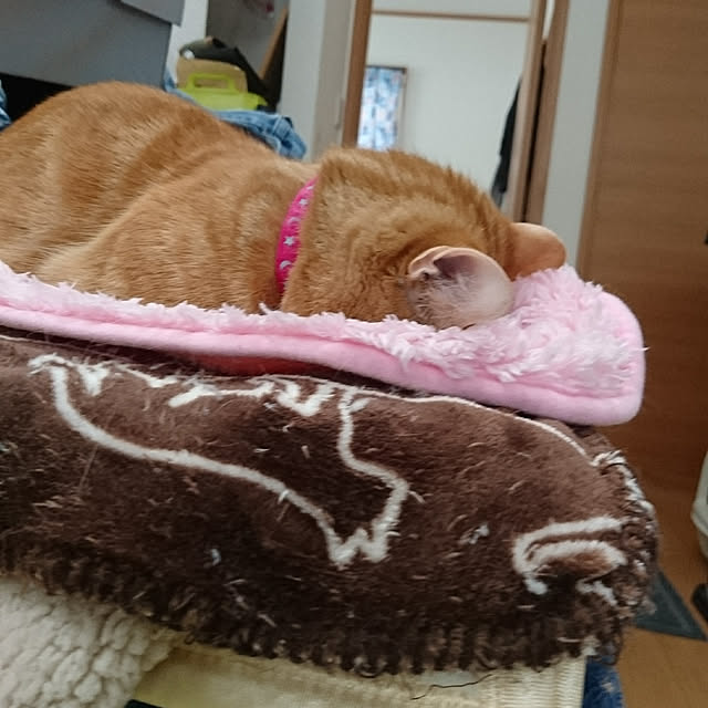 shinobuさんの実例写真