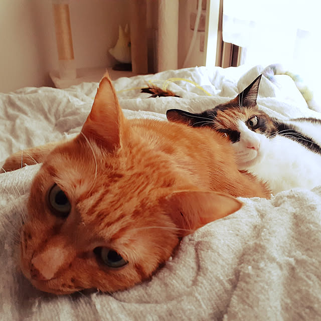 chisaviさんの実例写真