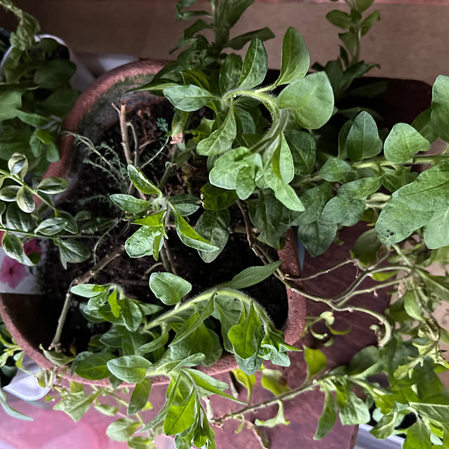 chiechanさんの部屋