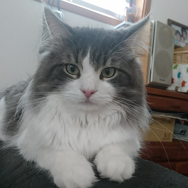 shinobuさんの実例写真