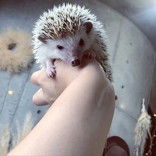 Chikakoさんの実例写真