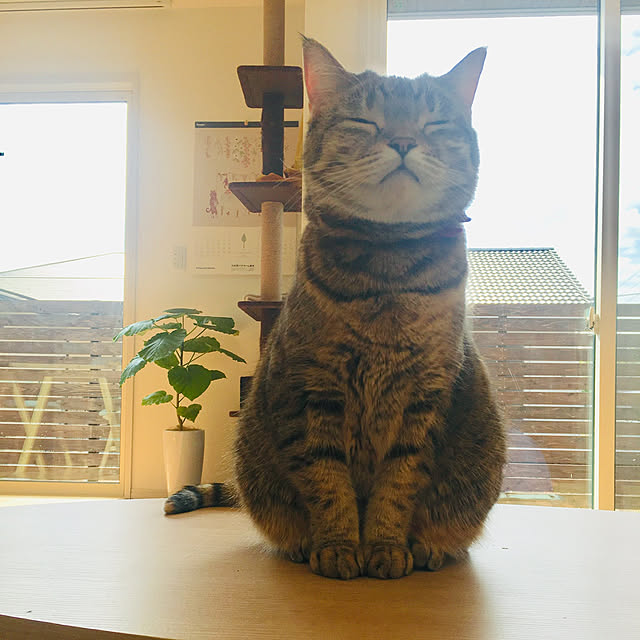 maro.kさんの実例写真