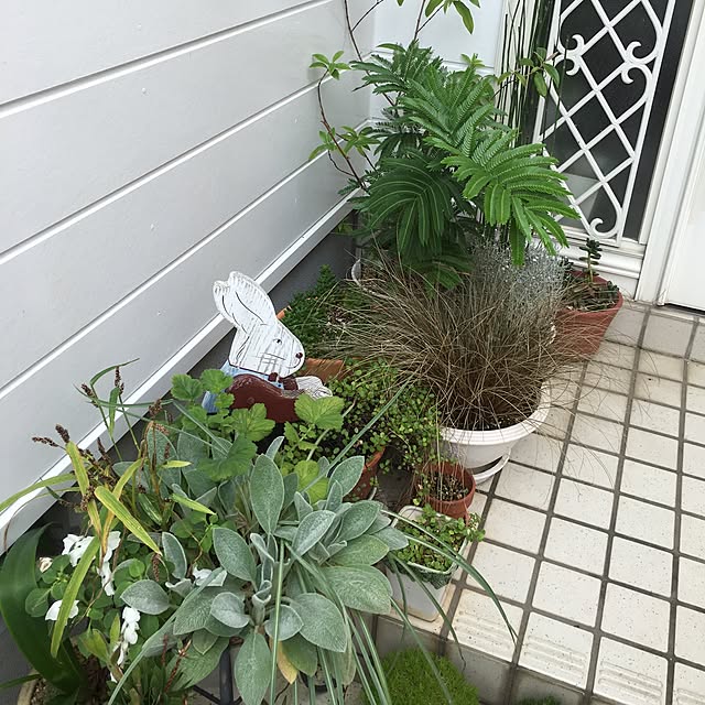 玄関/入り口/観葉植物のインテリア実例 - 2016-06-17 14:38:15