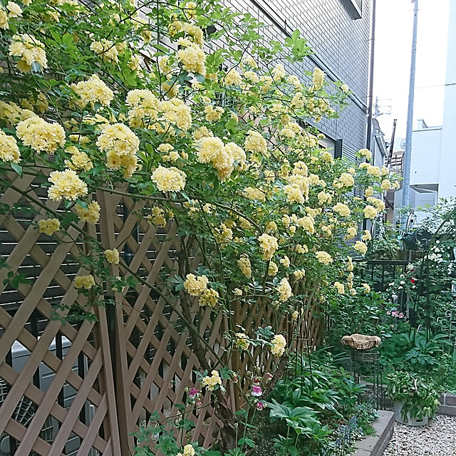 mayuroseさんの実例写真