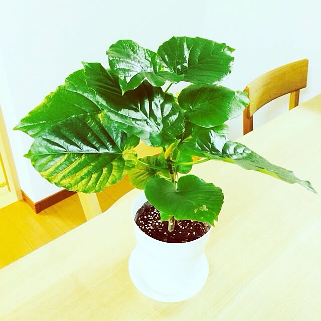 moca.xxxさんの実例写真
