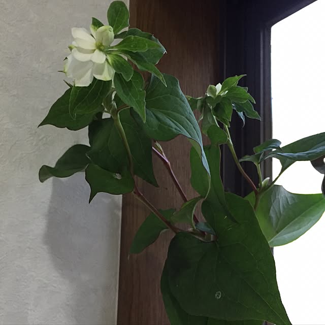 moririnさんの実例写真