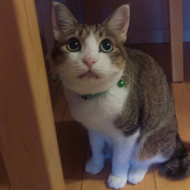 yossyさんの実例写真