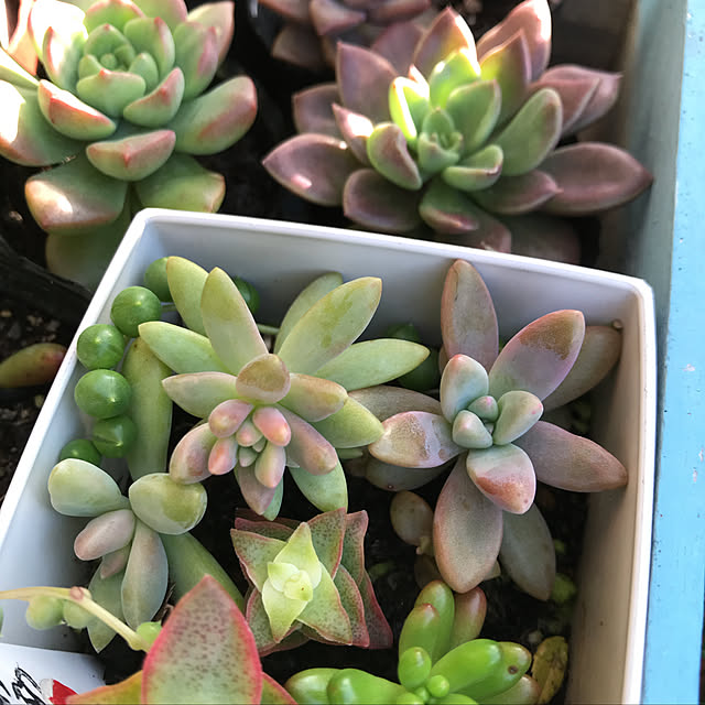 **yuu**さんの実例写真