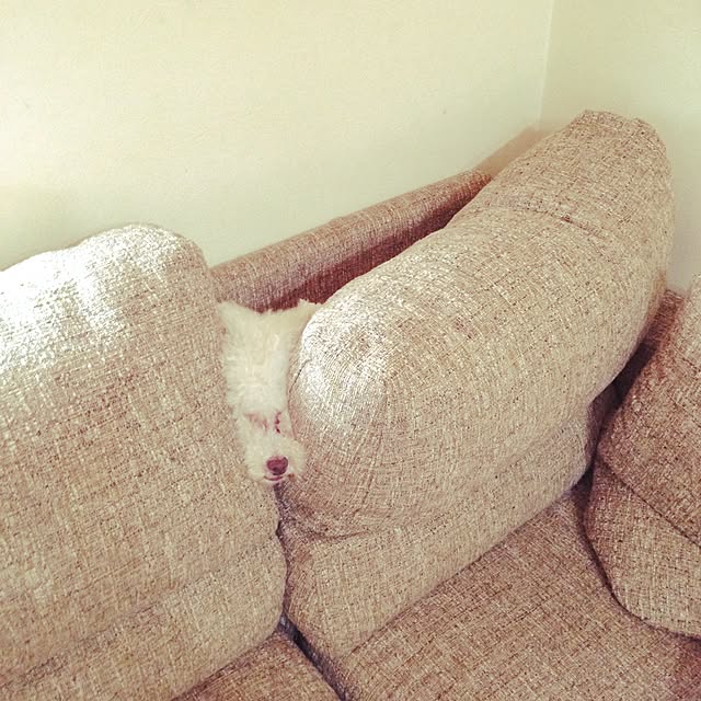 WANKOさんの実例写真