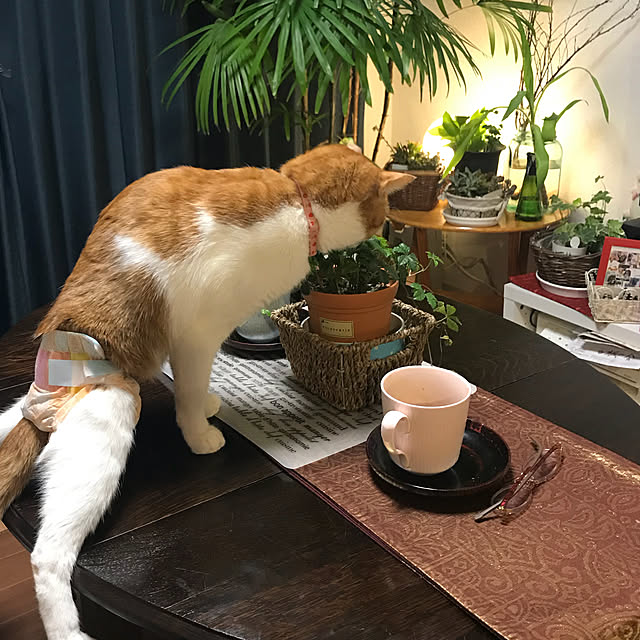 yurincaさんの実例写真