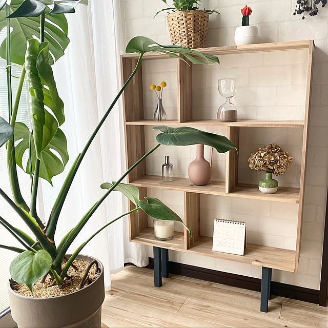 ホームセンター/植物/100均/観葉植物/DIY...などのインテリア実例 - 2022-07-16 07:24:00
