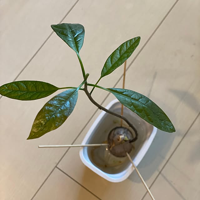 実例写真