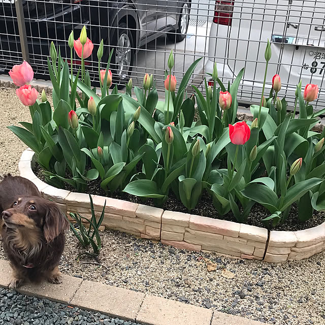 momoさんの実例写真