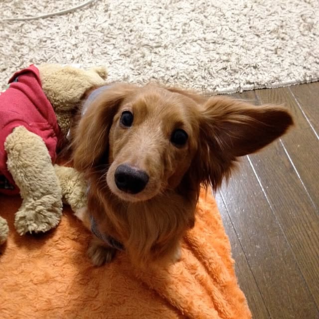 ram_mamaさんの実例写真
