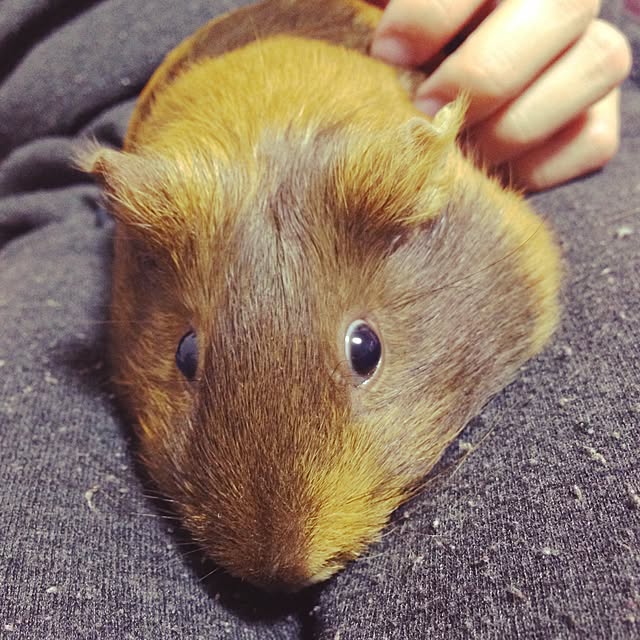 Mi-Koさんの実例写真
