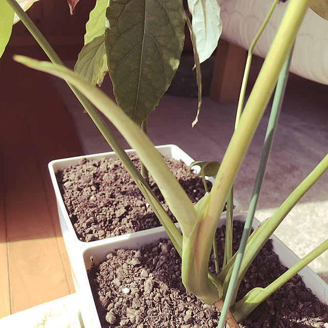 hanatoraさんの実例写真