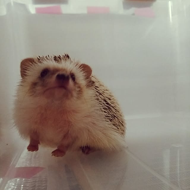 kuruさんの実例写真