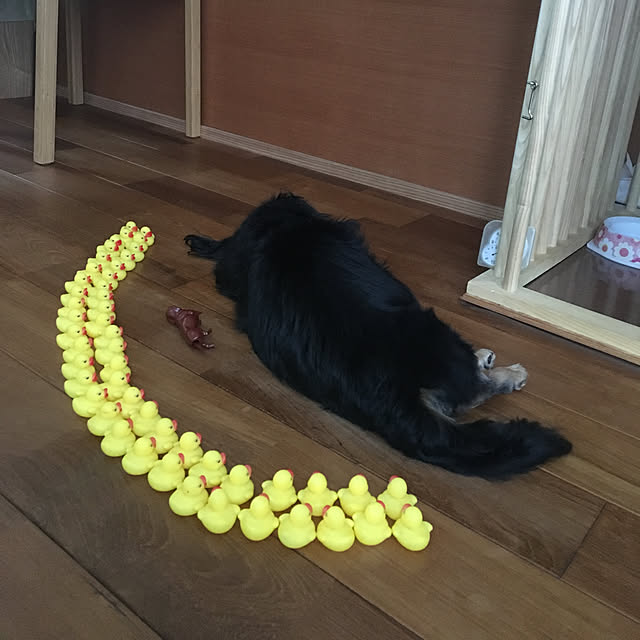 KCFSARさんの実例写真