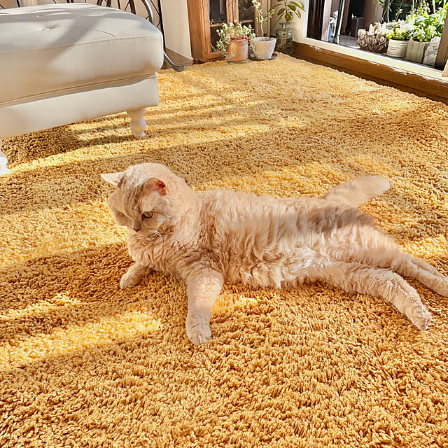 naokoさんの実例写真