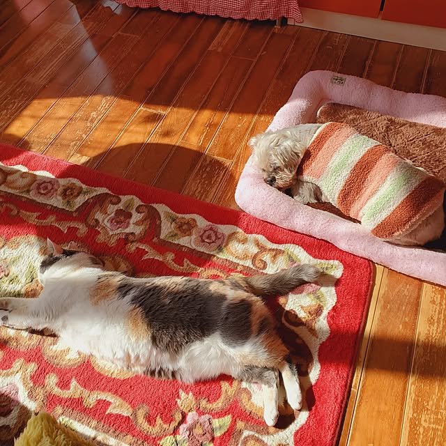 kumutanさんの実例写真