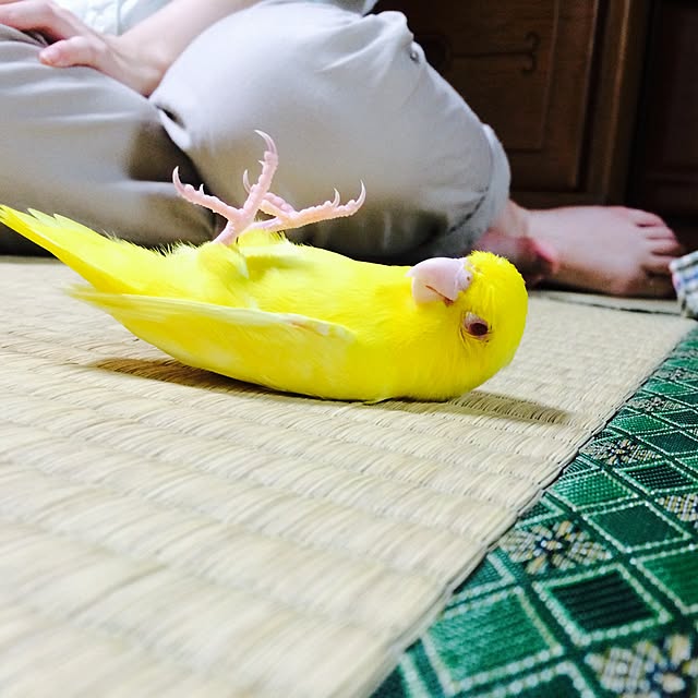 nao12さんの実例写真