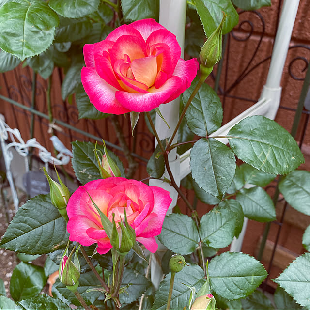 RoseLife5818さんの実例写真