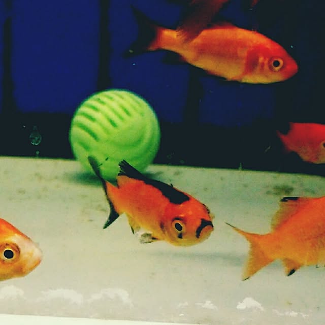 4-3さんの実例写真
