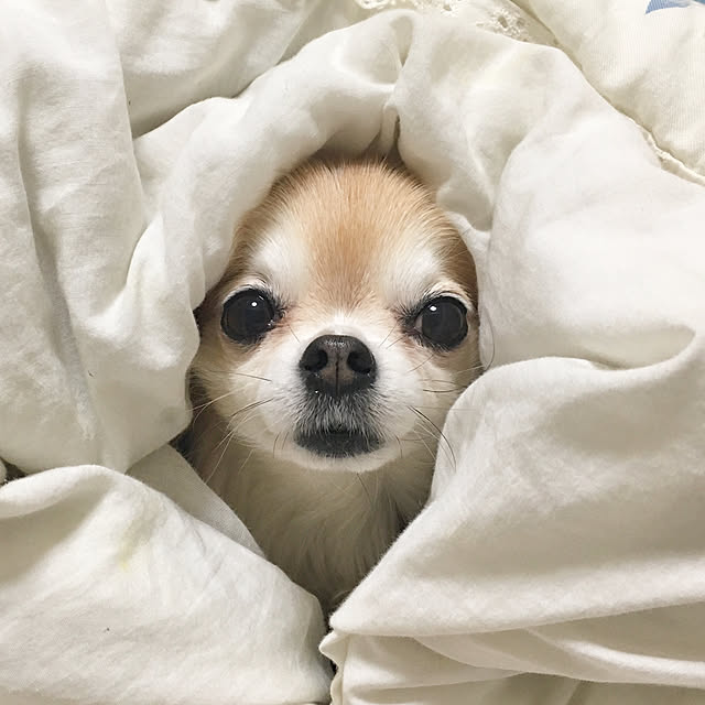 honiさんの実例写真