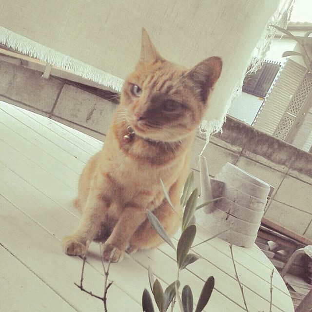 Hiromiさんの実例写真