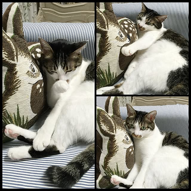 yuchiさんの実例写真