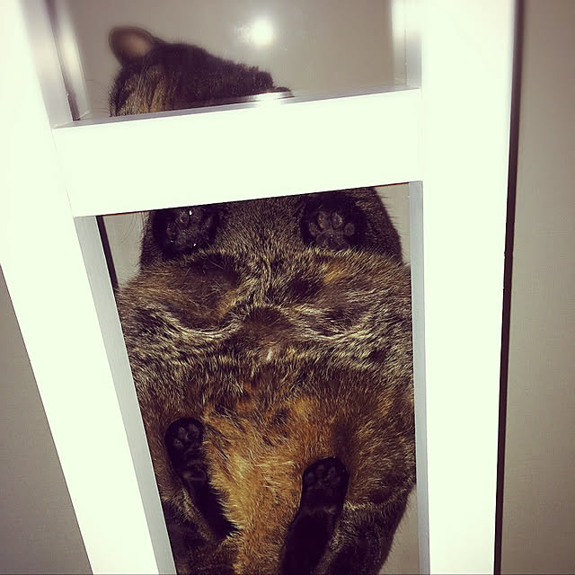 Mikiさんの実例写真